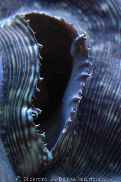 Schlund der Mrdermuschel Hohltier Loch