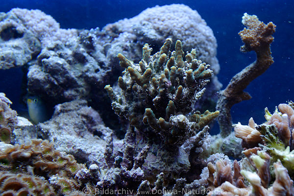 Steinkoralle Acropora Nesseltier kleinpolypige Steinkorallen
