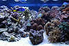 707021  Aquarium Wirbellose, Korallen, Polypen, Muscheln vor Korallenriff mit Nesseltieren im Heimaquarium