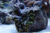 707117  Mördermuschel, Riesenmuschel Tridacna derasa, Weichtier (Mollusca) Lebewesen im Korallenriff