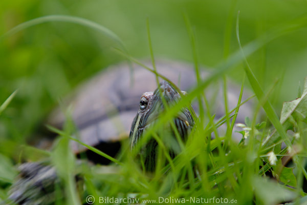 Schildkrte Auge Maul in Gras Versteckspiel