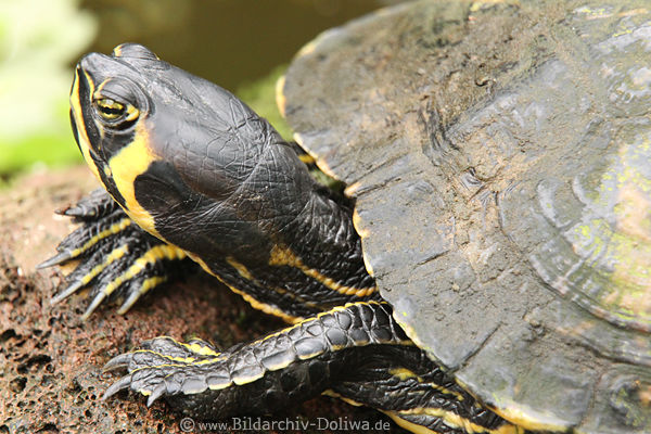 Buchstaben-Schmuckschildkrte schwarz-gelb Sumpfschildkrte Panzertier