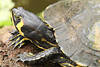 Buchstaben-Schmuckschildkröte Foto Pseudemys concinna schwarz-gelb Sumpfschildkröte Bild