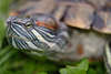 608118_ Sumpfschildkröte Foto mit Mücke über Auge im Fokus & Blick