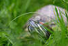 Sumpfschildkröte Fotokunst Wildlife Portrait Schildkröte Tierauge Maul im Gras