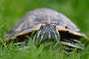 Sumpfschildkröte Portrait auf Augenhöhe Foto im Gras Blick aus dem Knochenpanzer