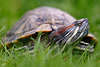 608195_ Schildkröte Foto im Gras, Tier im Knochen-Panzer, Panzerschale