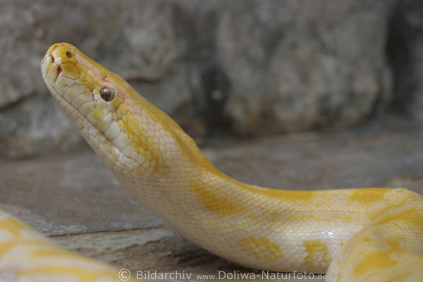 Tigerpython Riesenschlange Foto Python molurus bivitattus ungiftige Wrgeschlange
