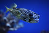Stachelschweinfisch Kugelfisch mit Grossaugen Stacheln schwimmend Unterwasser