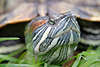 608262_ Sumpfschildkröten Kopf, Teichschildkröte Grossbild vor Panzer, Maul