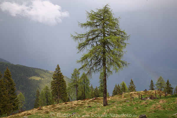 BergAlm Landschaft nach Gewitter Regenbogen grne Bume