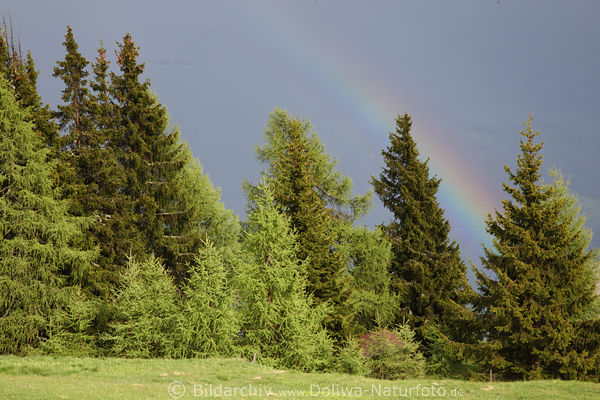 Regenbogen ber Grnbume in Sonne nach Gewitter Wetterumschwung
