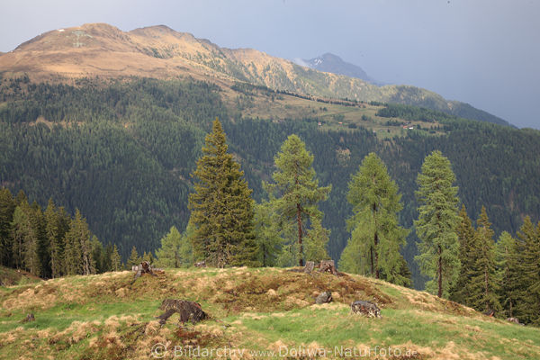 Gaugen Alpenlandschaft Gipfel Tolzer Gnoppnitz Trl Naturbild