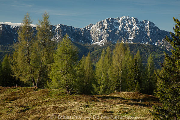Reikofel Bergpanorama Frhlingsfoto Alm Lrchen Grnwiese Naturbild in Morgenlicht