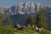 Reikofel Alpenpanorama Frhlingsfoto ber Alm Schafherde Grnweide Berglandschaft-Bild