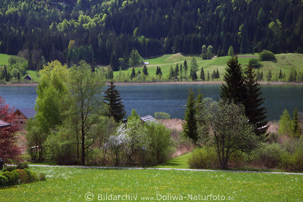 Gatschach am Weissensee Grnufer Frhlingsbild Wiesenblte Seeweg Krnten Seelandschaft