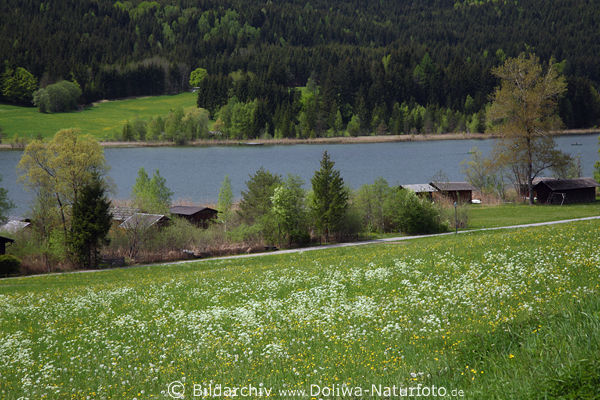 Weissensee Frhlingsblte Grnwiese Naturfoto Wasserufer Seepanorama
