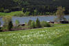 1201458_Frühling am Weissensee grüne Wiese Blumenblüte Wasserblick Naturfoto Uferwald Seepanorama