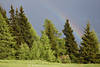 1201643_ Regenbogen Naturstimmung Bild Grünbäume in Sonne nach Gewitter Almfichten Foto in Alpen über Tal in Wolkennebel