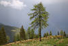 1201644_ EmbergerAlm Bäume Gewitter Stimmung Naturbild Grünbäume Regenbogen Sonne Wolkennebel Foto über Alpental