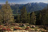 1202015_Kärnten Gailtaler Alpen Bergpanorama Foto über Drautal Naturbild durch Bäume auf Alm in Sonne