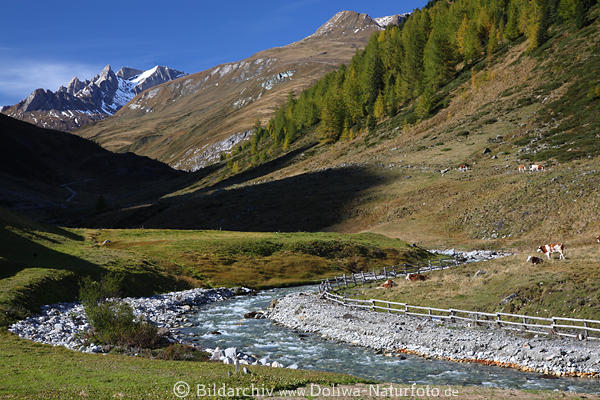 Berge Landschaftsbild: Bachkurve Kuhweide Almweide Khe Steilhang Arvental Gipfelblick von Seebachalm