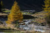 Bergbach Schwarzach Lrchen Herbstfarben Naturfoto vor Seebachalm Alpenlandschaft