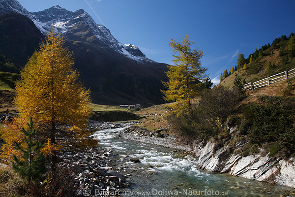 Bergbach Schwarzach Herbst-Lrchen Natur unter Fleischbachspitze