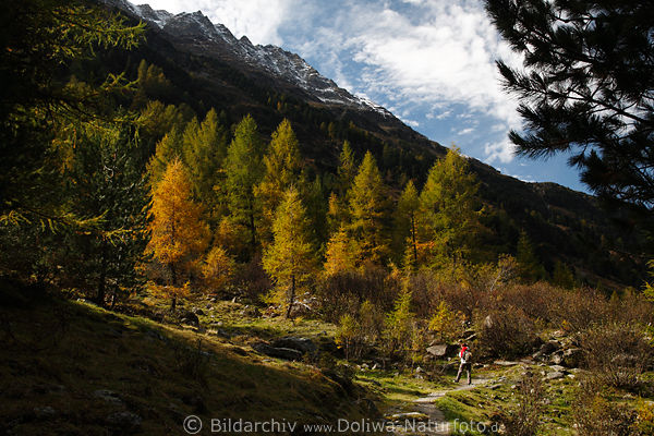Zirbenwald Berghang Lrchen Schwarzachtal Naturfoto mit Frau Wanderin