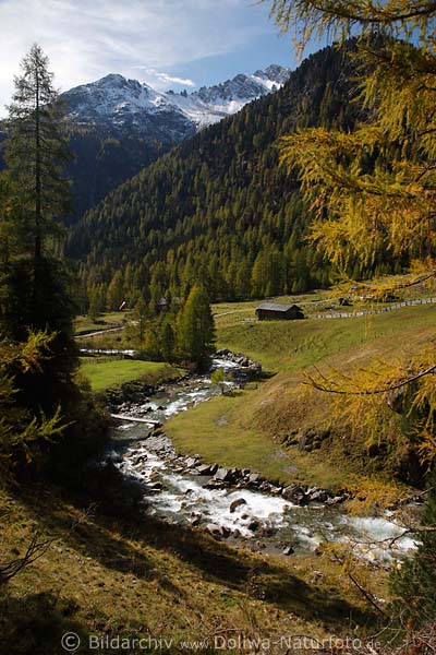 Berglandschaft Natur am Patscher Alm: Herbst am Bergbach Schwarzach, Almhtten Gipfel mit Schnee, grne Wlder