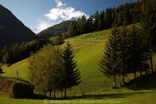 Dorfertal saftige Almwiese mit Schafen am Berghang Naturbild Landwirtschaft
