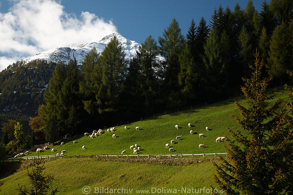 Schafe Herde saftige Almwiese Bergland Dorfertal Naturfoto vor Toinigspitze