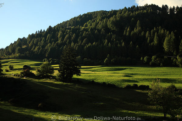 Virgental Grnwiesen Bergwald Naturfoto bei Obermauern Grnoase Osttirols saftiger Bergland