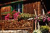 Gotschaunhütte urige Holzwand mit Blumenschmuck um Fenster