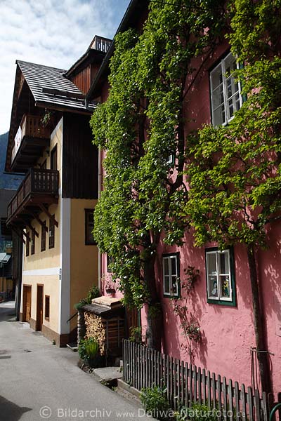 Hallstatt urige Brgerhuser holziges Dekor bunte Hauswand flach dicht bewachsen mit Baumbltter