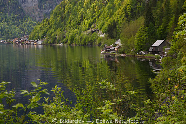 Hallsttter See grne Bucht Naturfoto Alpensee Frhlingslandschaft