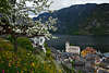 Hallstatt Obstbaumblte Frhlingsfoto Berge am Wasser Wiesenblumen Erlebnisreise