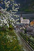 Frühling Obstbaumblüte Foto Hallstatt bunte Wiesenblumen grüner Berghang Pfad über Hausdächer Kirchenblick