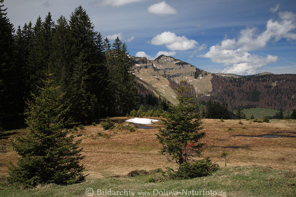 Hochebene Postalm Alpenlandschaft Naturidylle Berge & Bume in Sonne
