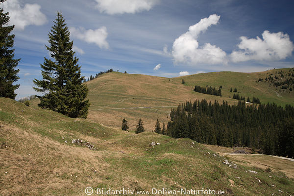 Postalm Hochplateau Naturidylle Berge Alpenlandschaft für Wandern Skiurlaub