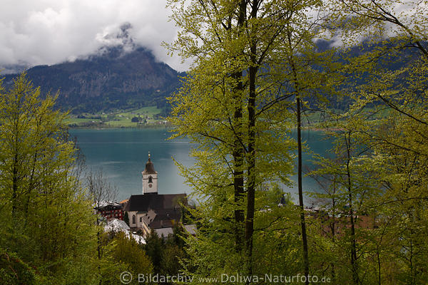 Wolfgangsee Frhlingsblick ber hellgrne Bume ber St. Wolfgang NaturFoto vom Wanderung