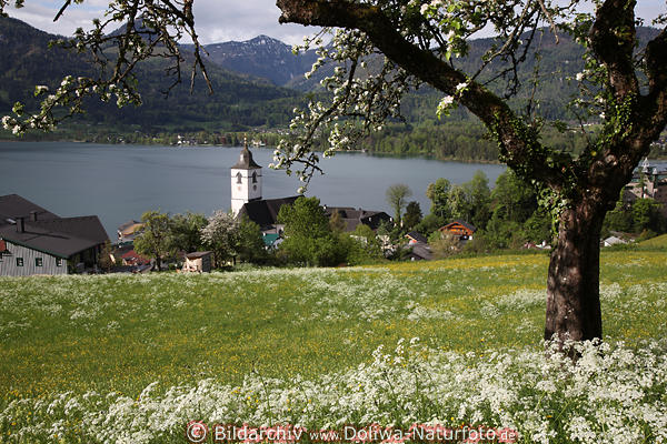 Obstbaumblte am Wolfgangsee Frhlingswiese Weissblten Wasserblick unter Apfelbaum