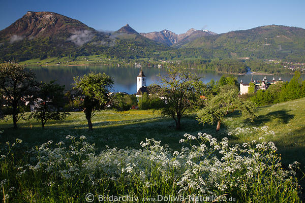 Wolfgangsee Frhlingsromantik Wiesenblte Naturfoto Bergblick ber malerischen St. Wolfgang