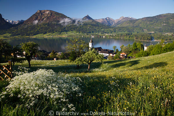 Wolfgangsee Grnwiesen Frhlingsblte malerische Bergpanorama Naturfoto