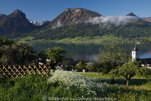 Wolfgangsee Frhlingsnebel Foto Wiesenblte ber malerische Alpenstadt St. Wolfgang Bergblick