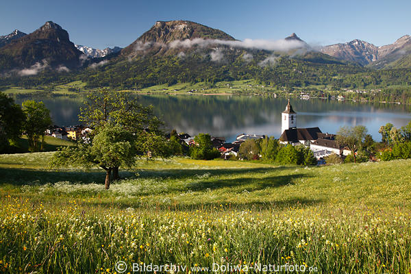 Wolfgangsee malerischer Fr�hling Natur Bergwiesenbl�te in Morgensonne Wasser Landschaft Gipfelblick