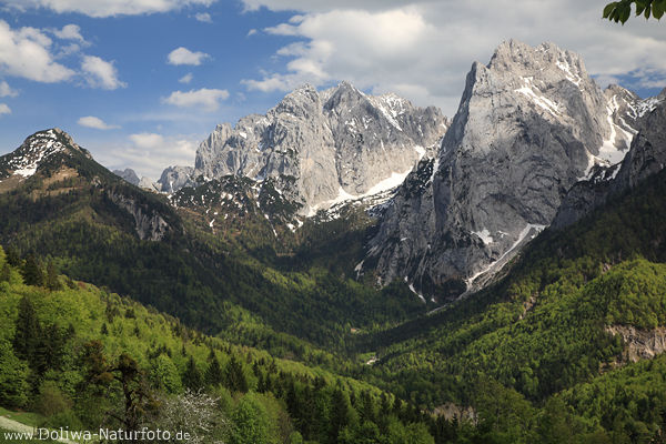 Alpen Gipfel Bergtal Kaisergebirge Natur Felsen Frhling Schneereste Wlder