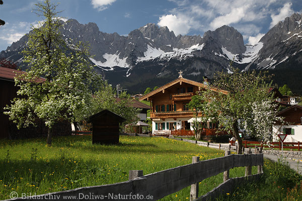 Bergdorf Going Gartenidyll am Wilder Kaiser Frhlingsblte unter Gipfelpanorama