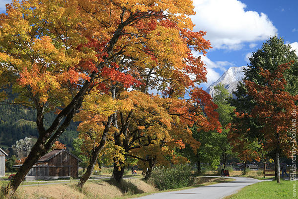 Herbstallee Bergdorf Lermoos Loisach Naturfarben am Moos Berge Gipfelsicht