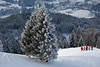815747_Skipiste mit Skifahrergruppe Foto am Baum in weissen Winterlandschaft Skigebiet Buchensteinwand